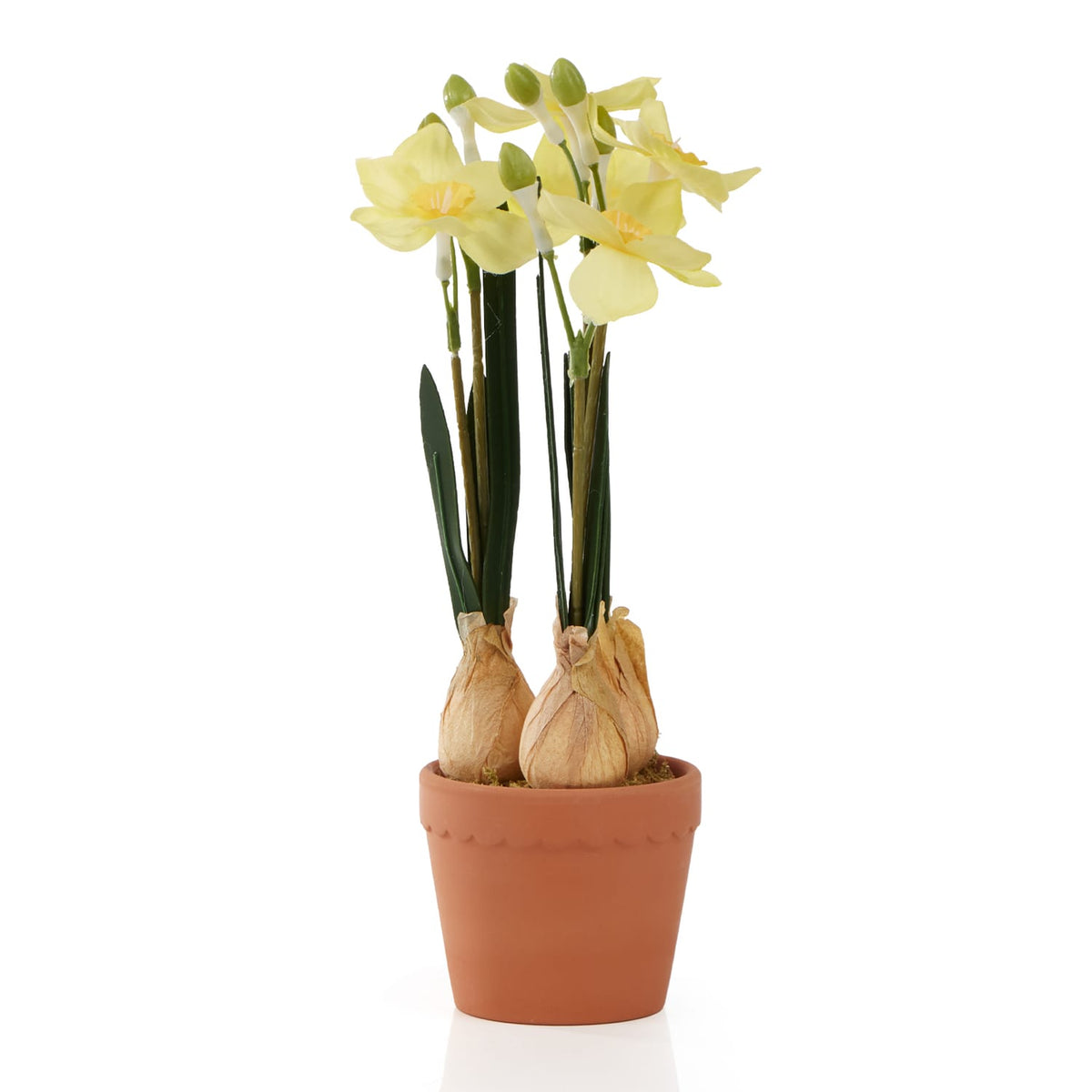 Home Collections Daffodil In Pot