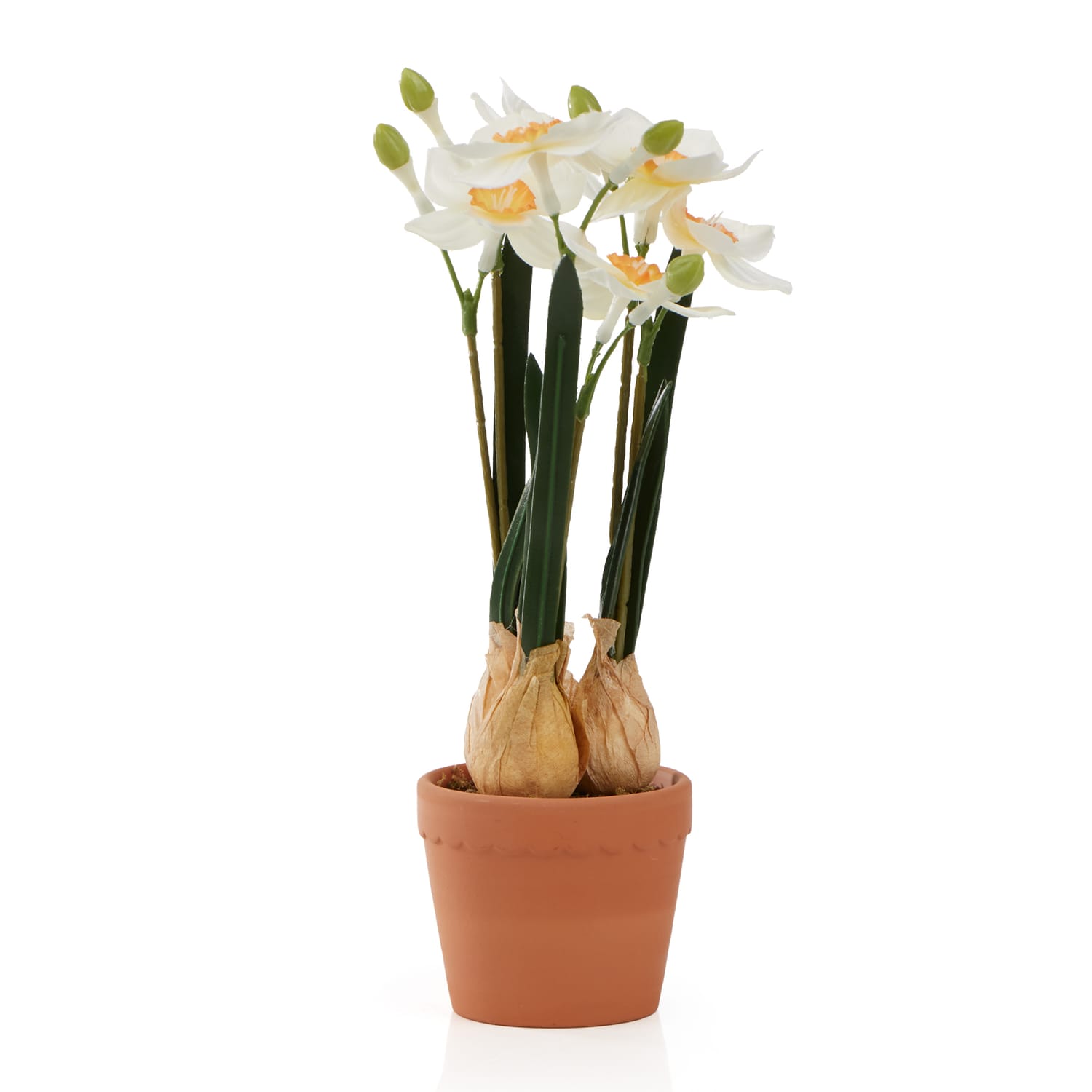 Home Collections Daffodil In Pot, product image 3